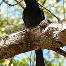 Drongo malgache
