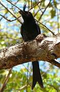 Crested Drongo