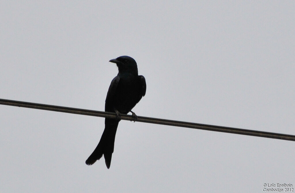 Drongo royal