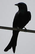 Black Drongo