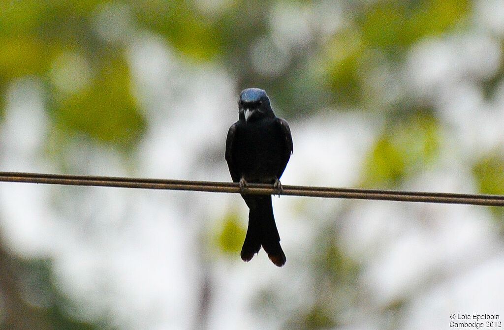 Drongo royal