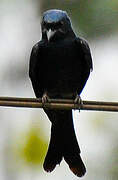 Black Drongo