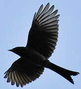 Black Drongo