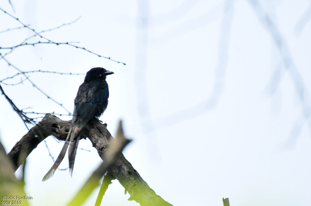 Black Drongo