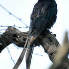 Drongo royal