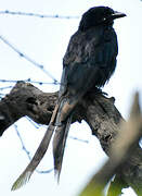 Black Drongo