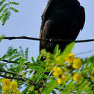 Drongo royal