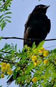 Black Drongo