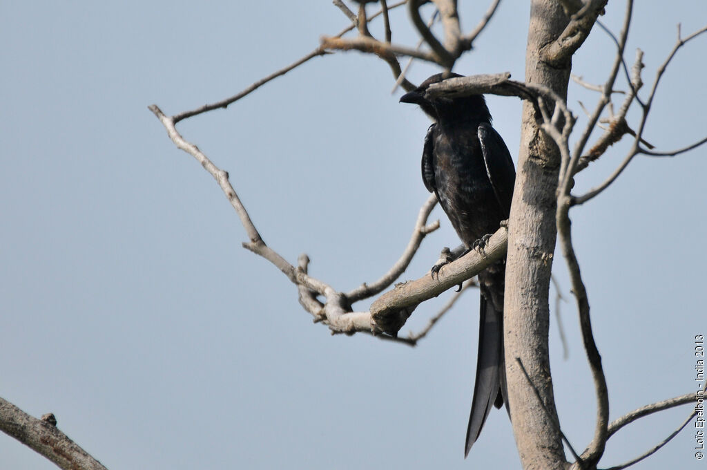 Drongo royal