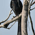 Drongo royal