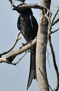 Black Drongo