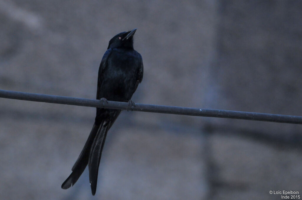 Black Drongo