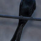 Drongo royal