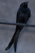 Black Drongo