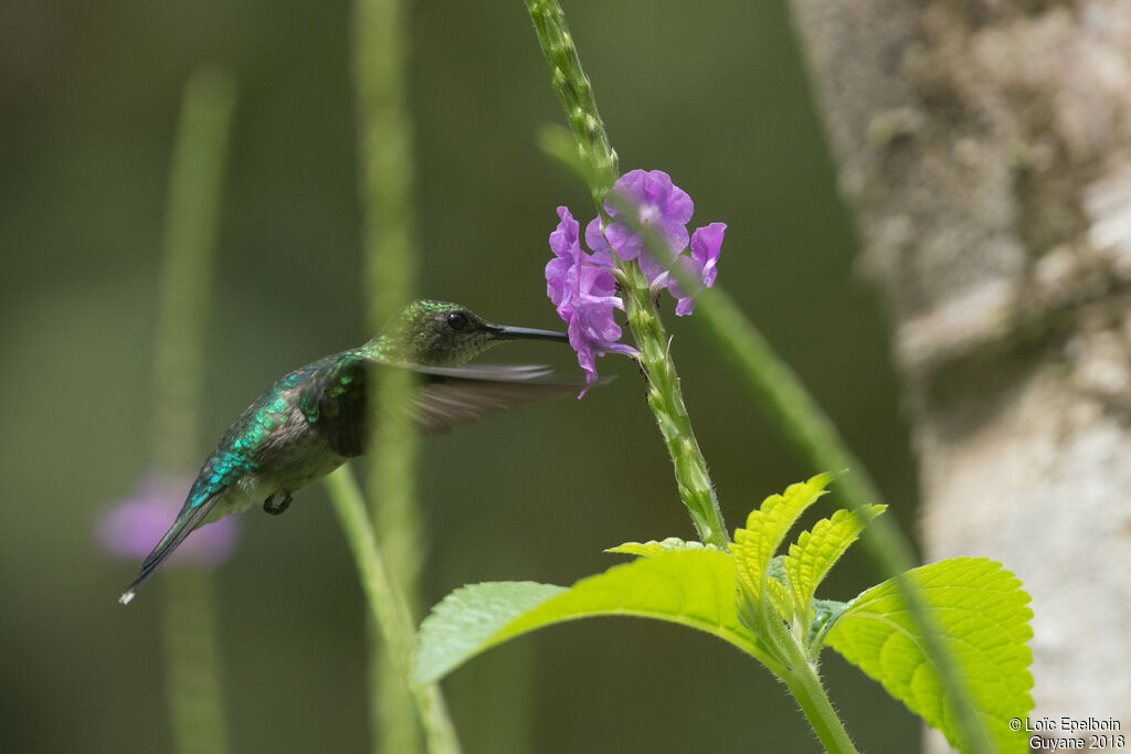 Fork-tailed Woodnymph