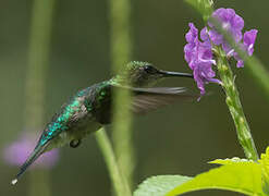 Fork-tailed Woodnymph