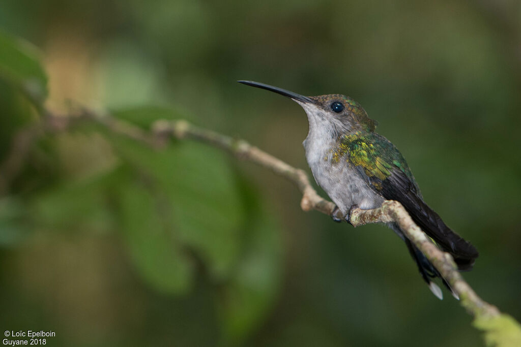 Fork-tailed Woodnymph female adult