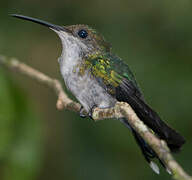 Fork-tailed Woodnymph