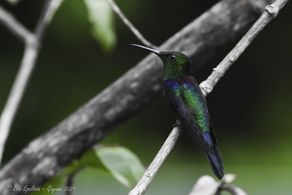 Fork-tailed Woodnymph