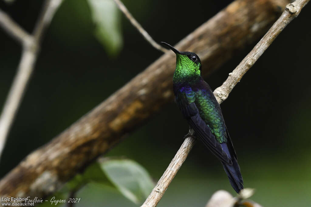 Fork-tailed Woodnymph male adult, pigmentation