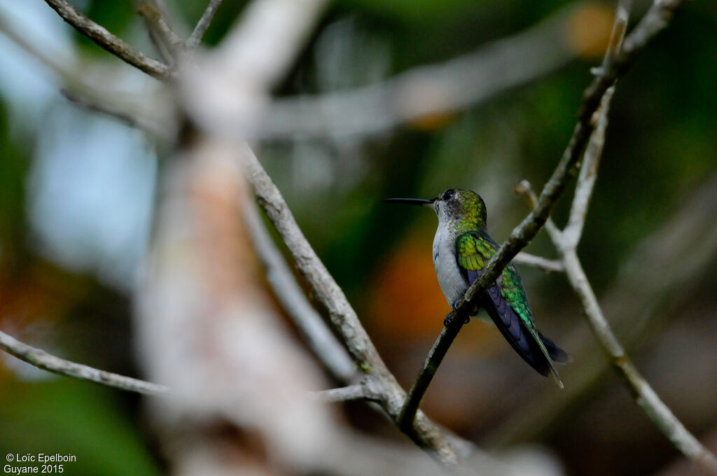 Fork-tailed Woodnymph