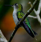 Fork-tailed Woodnymph