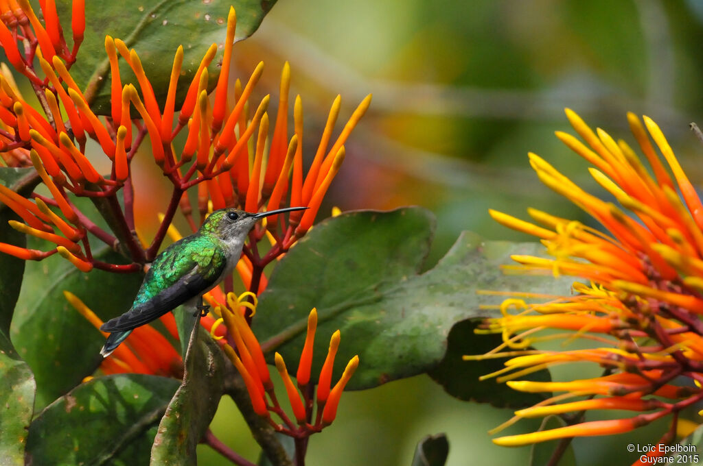 Fork-tailed Woodnymph