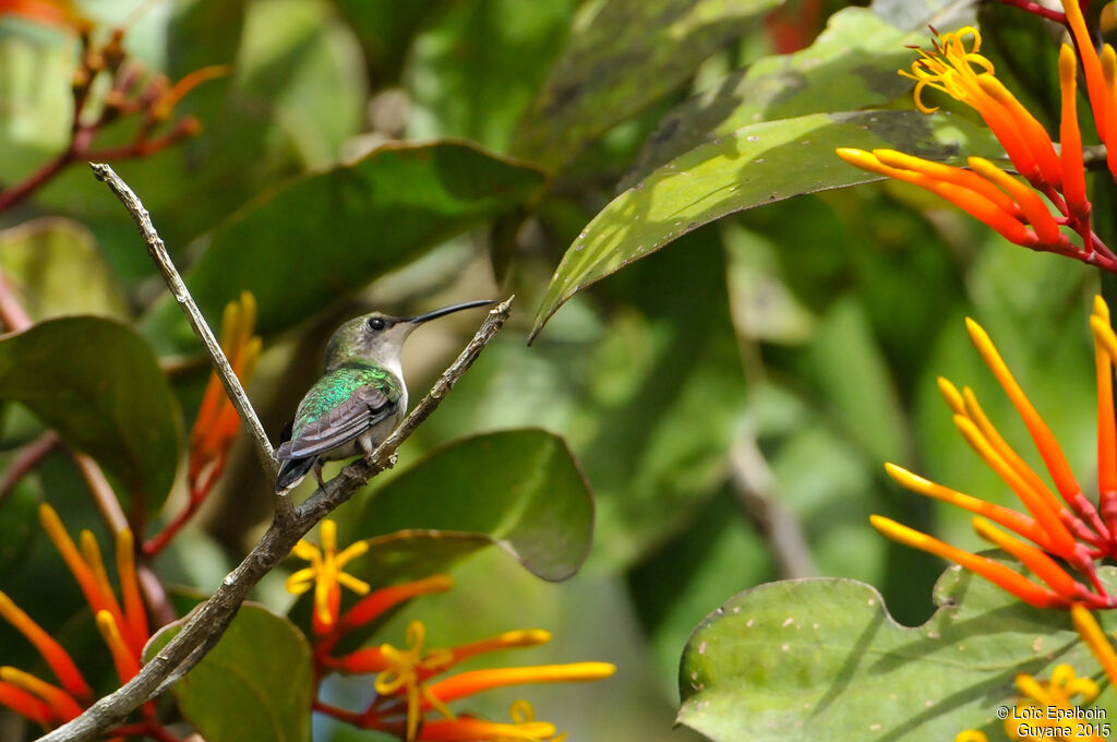 Fork-tailed Woodnymph