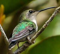 Fork-tailed Woodnymph