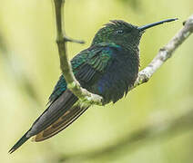 Fork-tailed Woodnymph