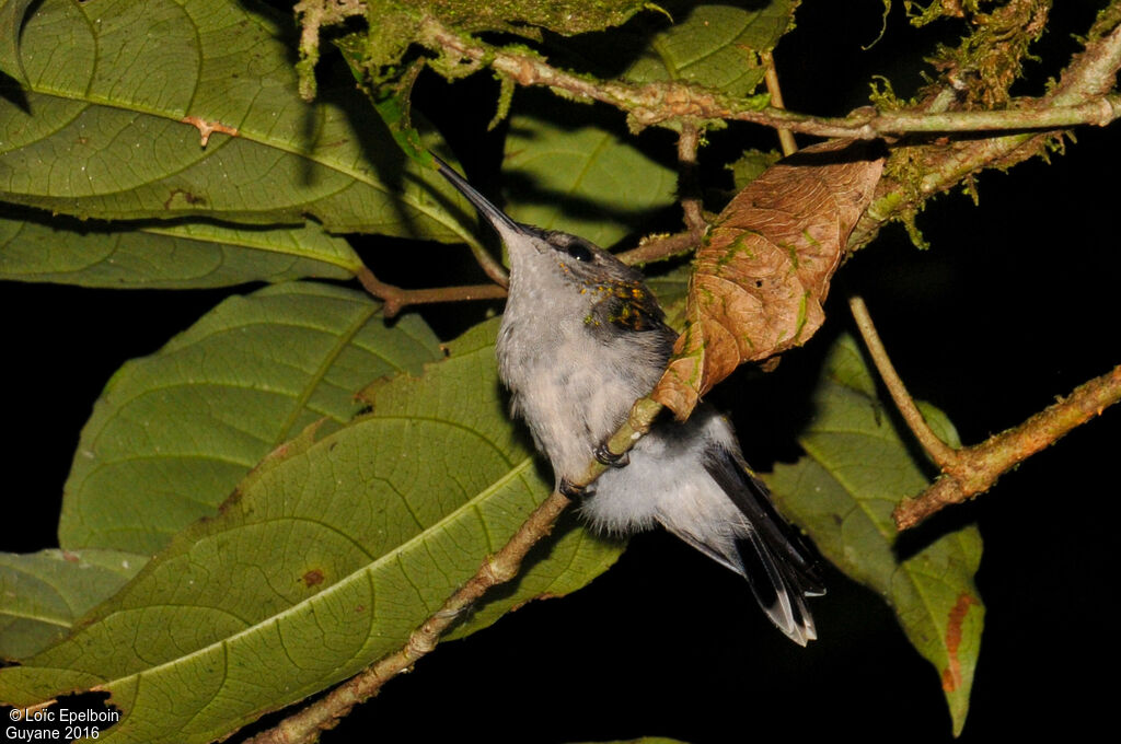 Fork-tailed Woodnymph