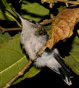 Fork-tailed Woodnymph