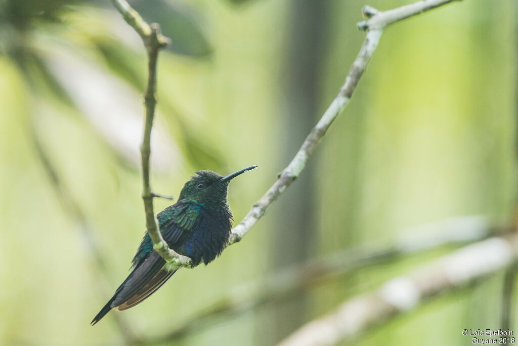 Fork-tailed Woodnymph