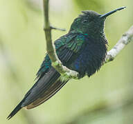 Fork-tailed Woodnymph