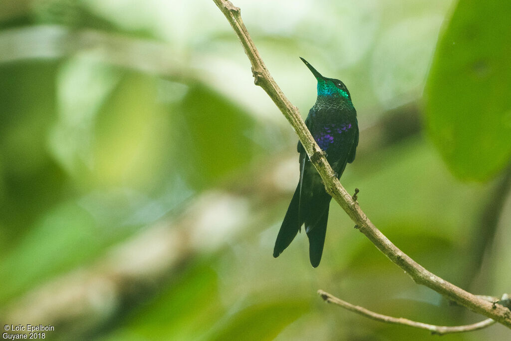 Fork-tailed Woodnymph