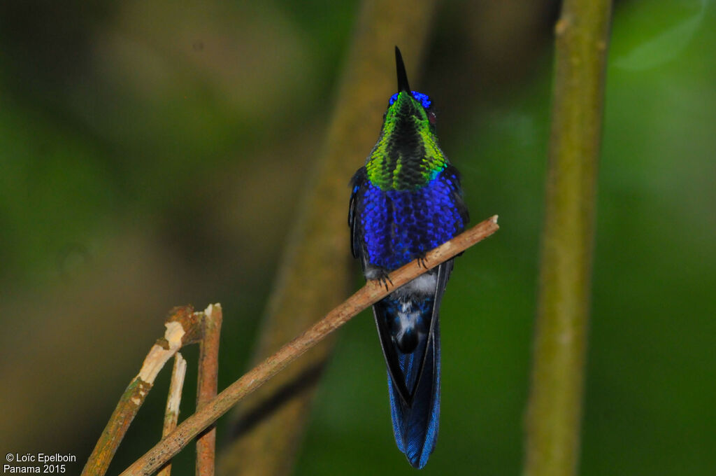 Crowned Woodnymph