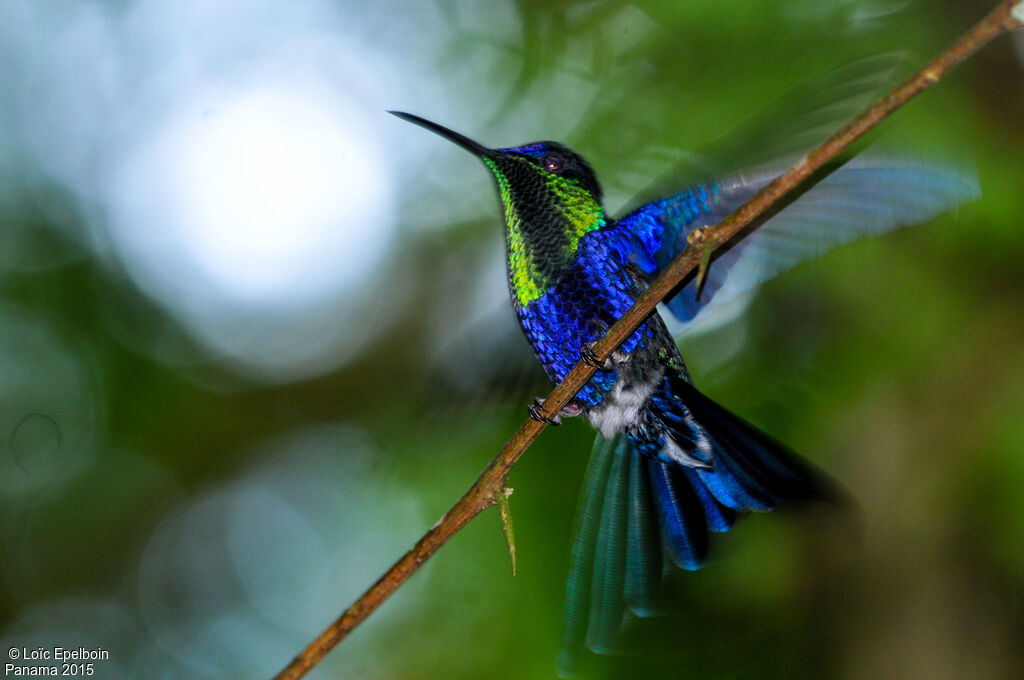 Crowned Woodnymph