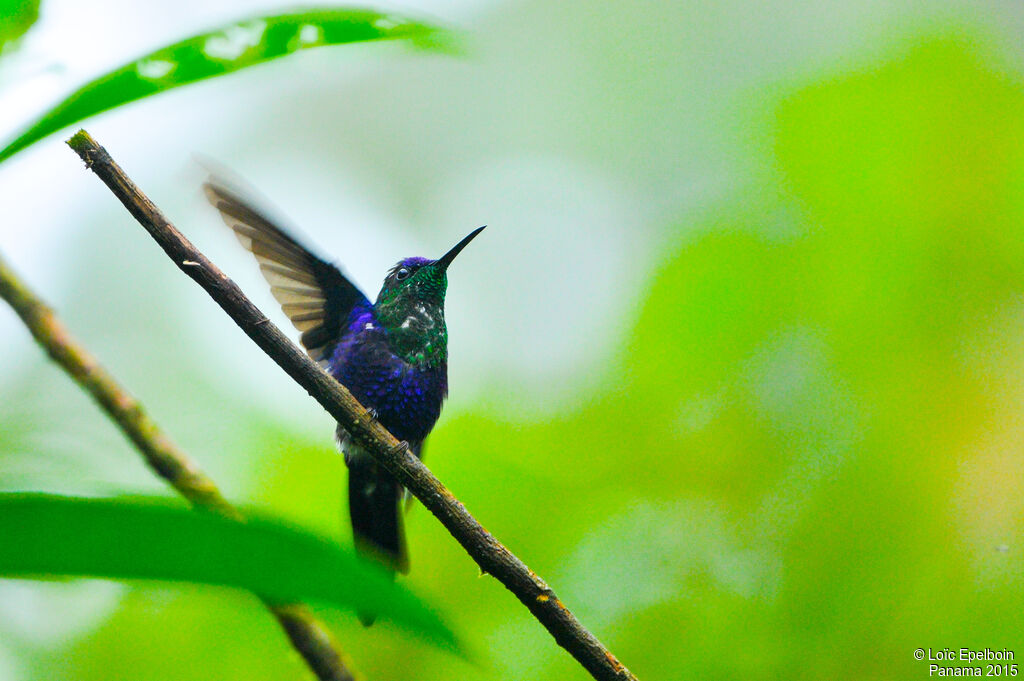 Crowned Woodnymph