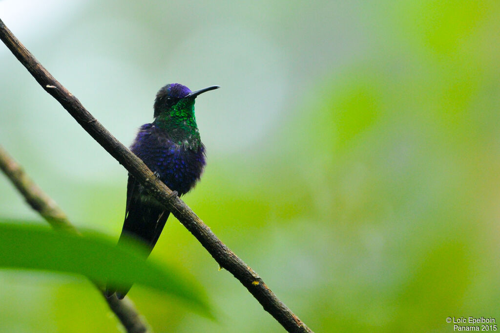 Crowned Woodnymph