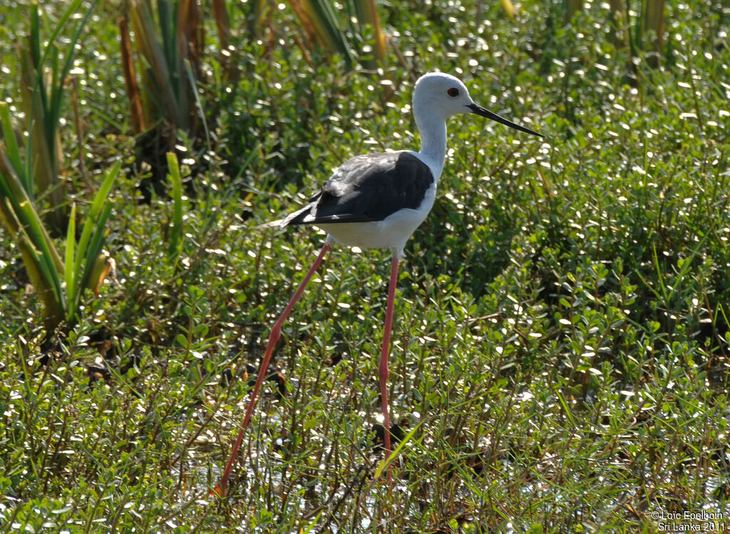 Échasse blanche