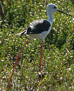 Black-winged Stilt