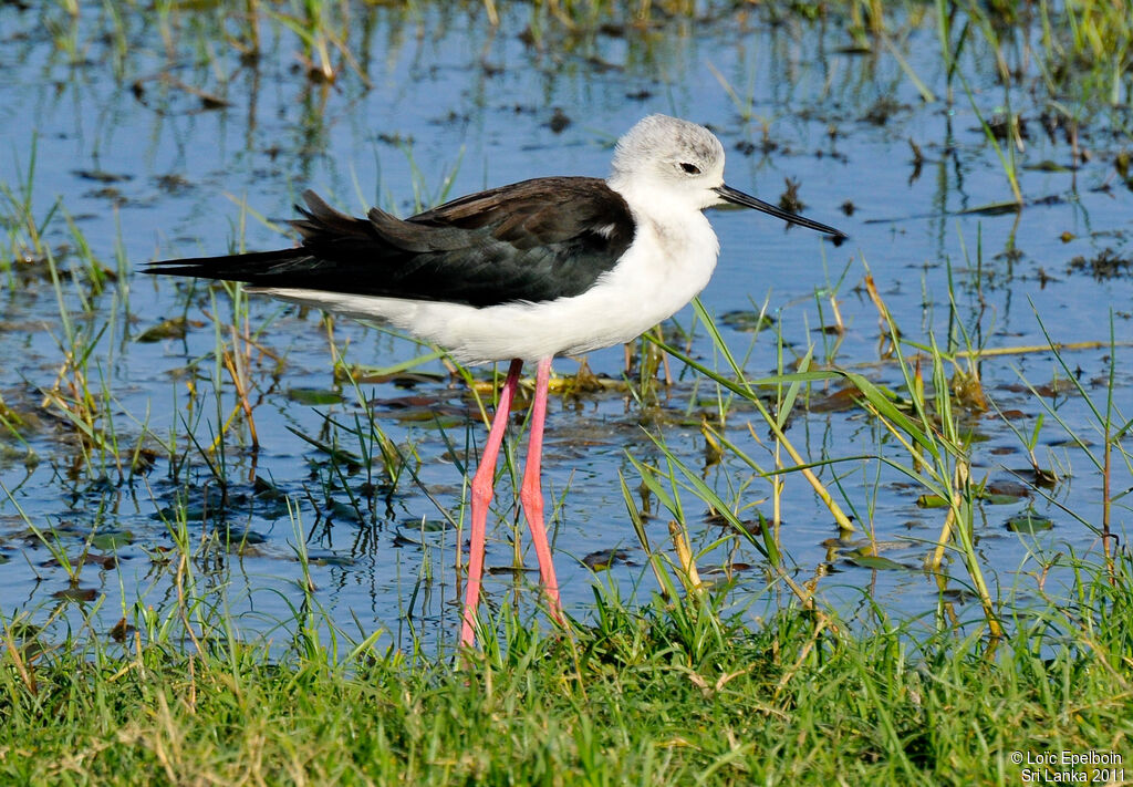 Black-winged Stilt