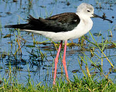 Black-winged Stilt