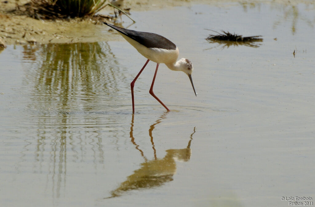 Black-winged Stilt