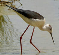 Black-winged Stilt