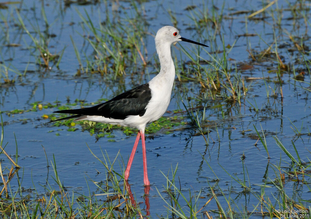 Black-winged Stilt