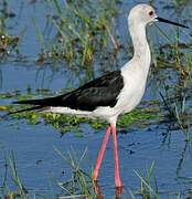 Black-winged Stilt