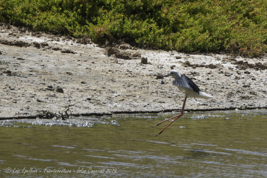 Black-winged Stilt