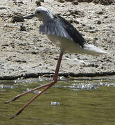 Échasse blanche