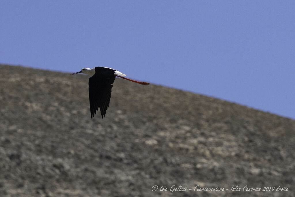 Échasse blanche